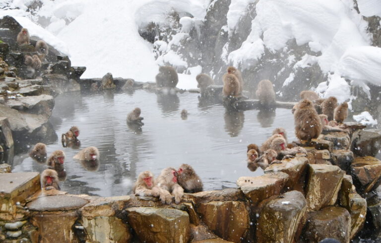 Parque de monos Jigokudani