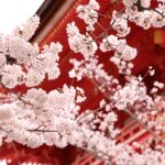 flores japonesas y su significado