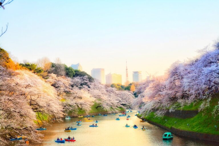 cerezos en flor en tokio