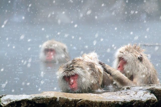 animales en japones
