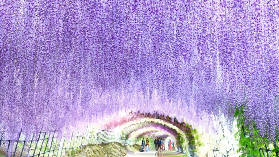 wisteria tunel japon